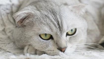 你可能没注意：搜索“每日黑料”的人，往往卡在同一个坑——二次传播伤害